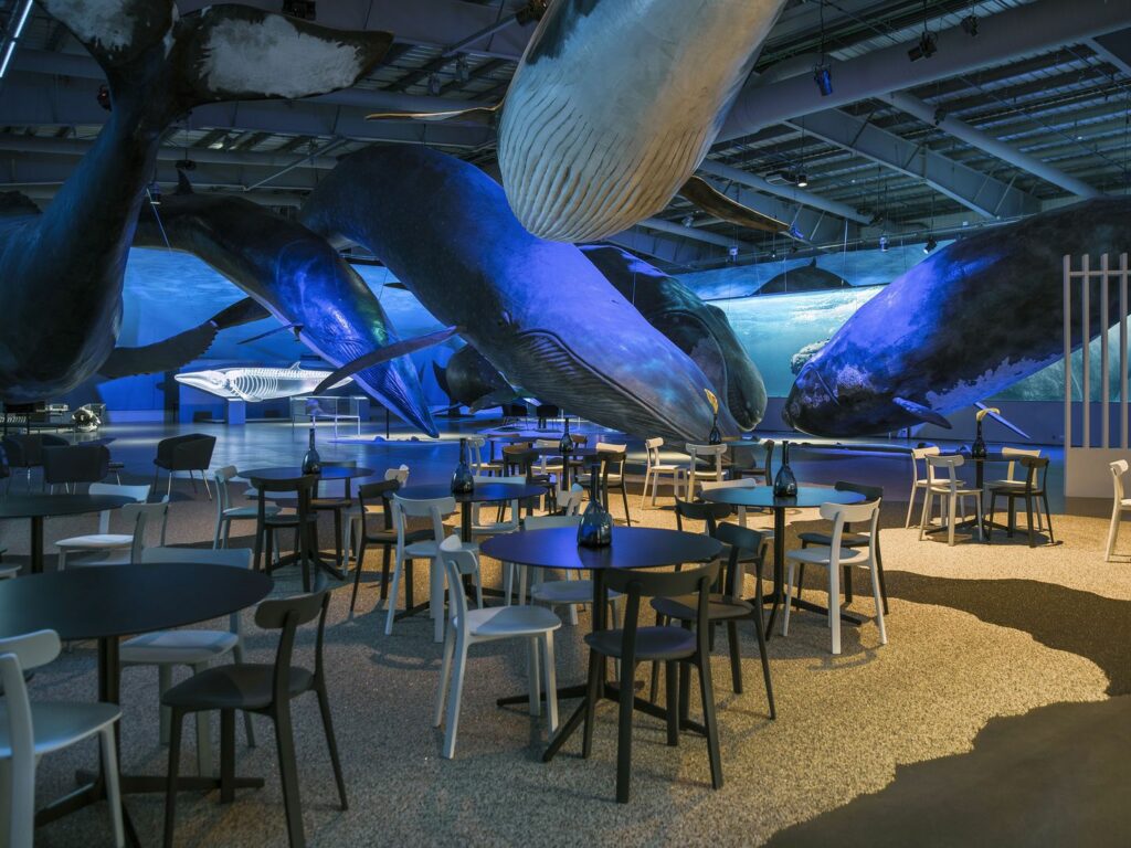 Science trips - Whales hanging from the ceiling: the best museums to see them in the world 1659617290 880 Science trips Whales hanging from the ceiling the best