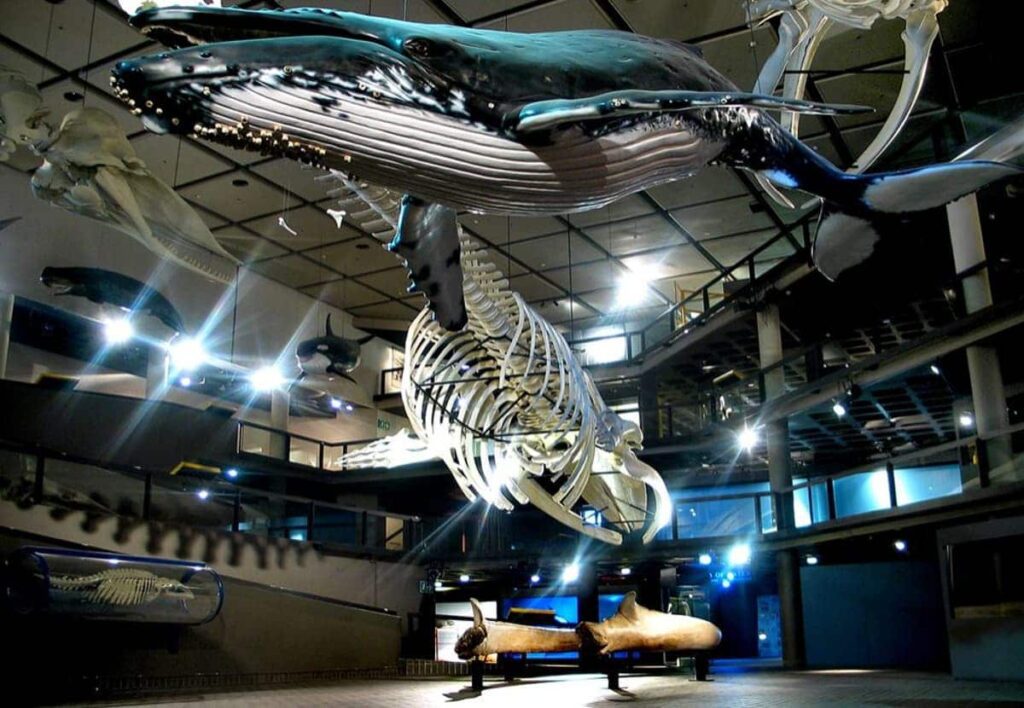 Science trips - Whales hanging from the ceiling: the best museums to see them in the world iziko whale museum