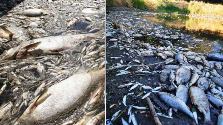 Oder River: Shocking incident in Germany and Poland, dead fish found outside rivers, reason not yet known
