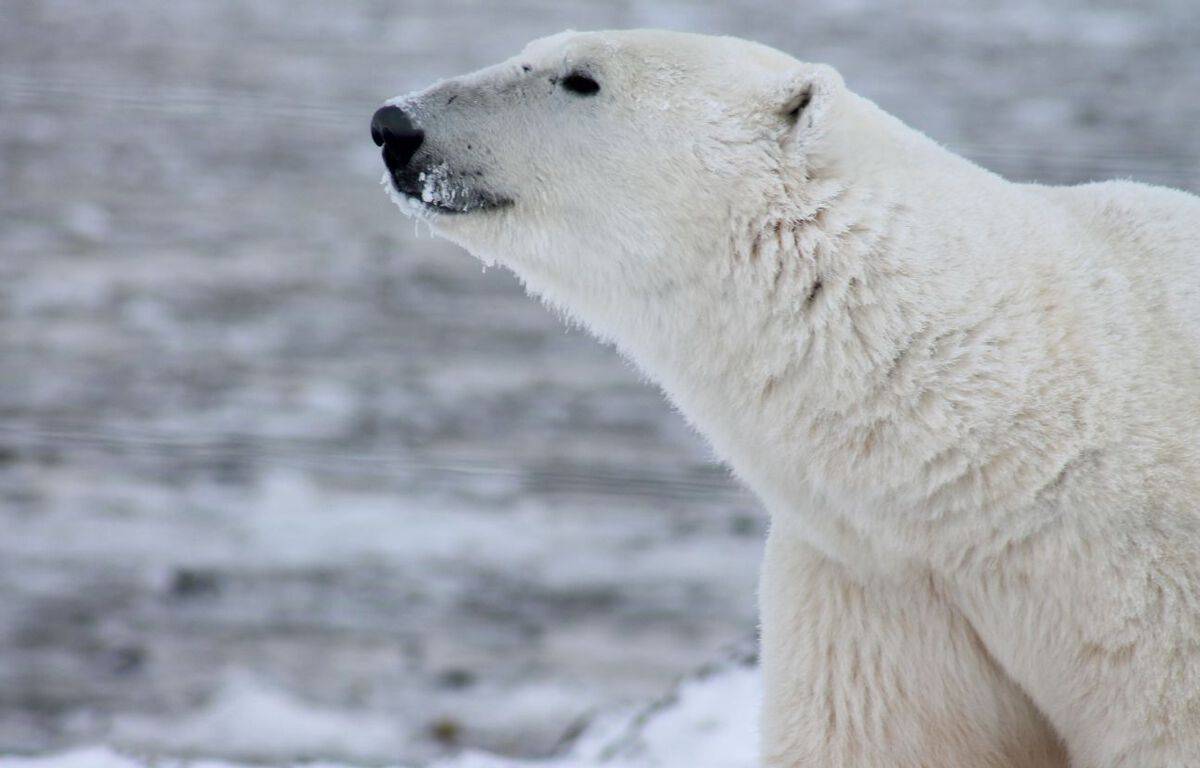 A French tourist injured by a polar bear in the Arctic
