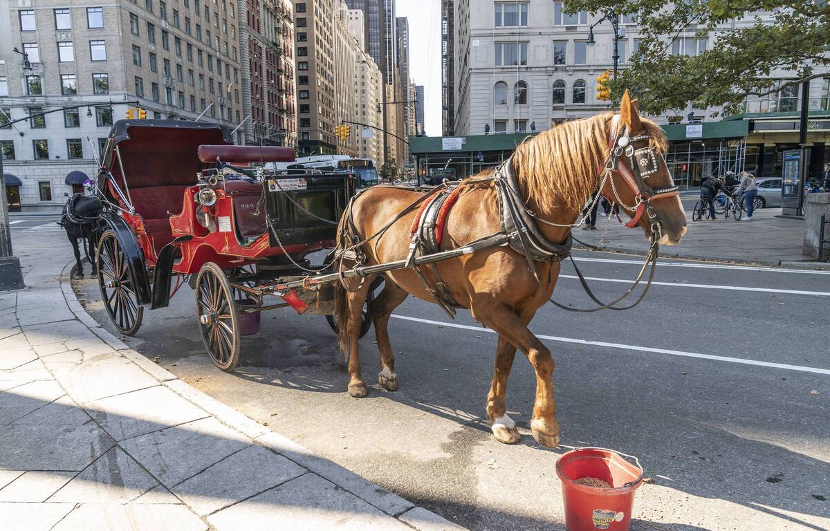 Beaten down by the heat, a carriage horse collapses in New York
