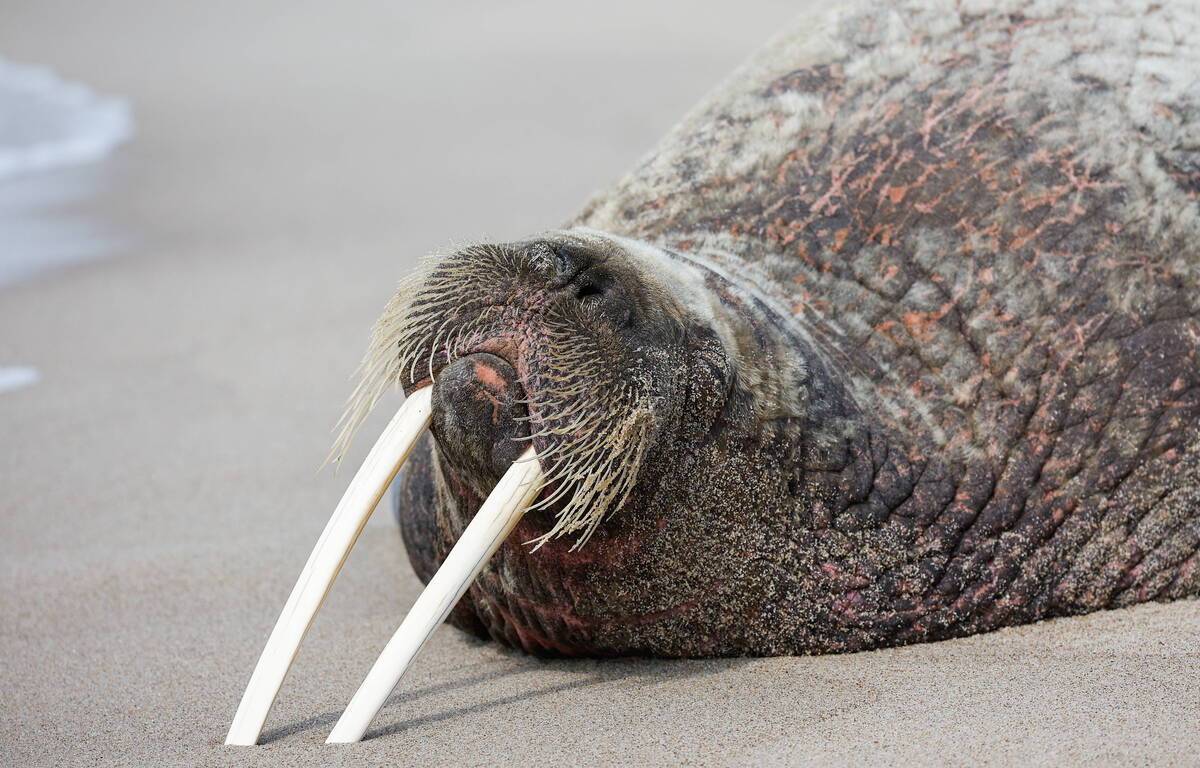 In Norway, a walrus that has become a summer star could be euthanized
