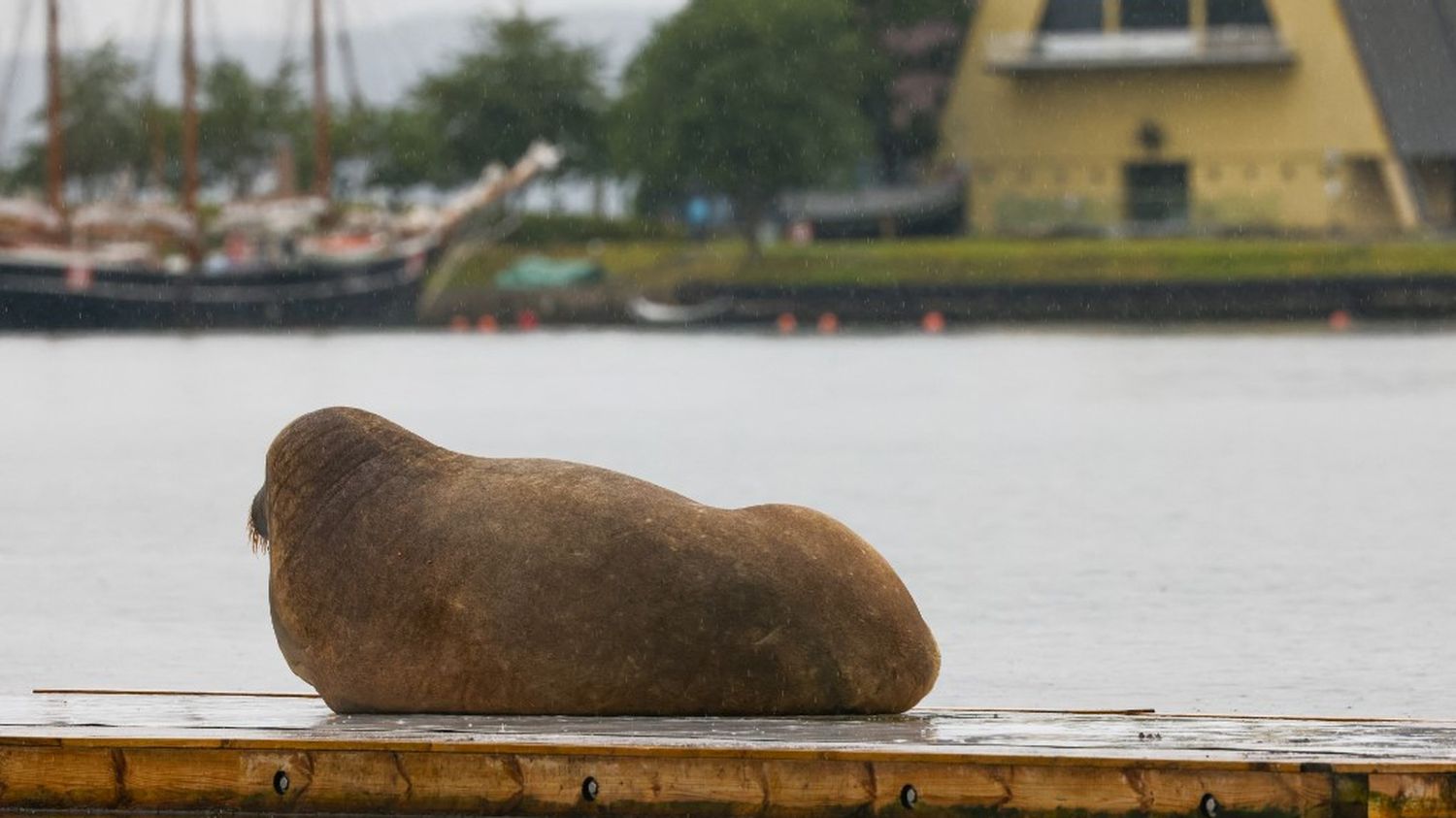 Norway: The female walrus Freya, star of the Oslo Fjord, has been euthanized
