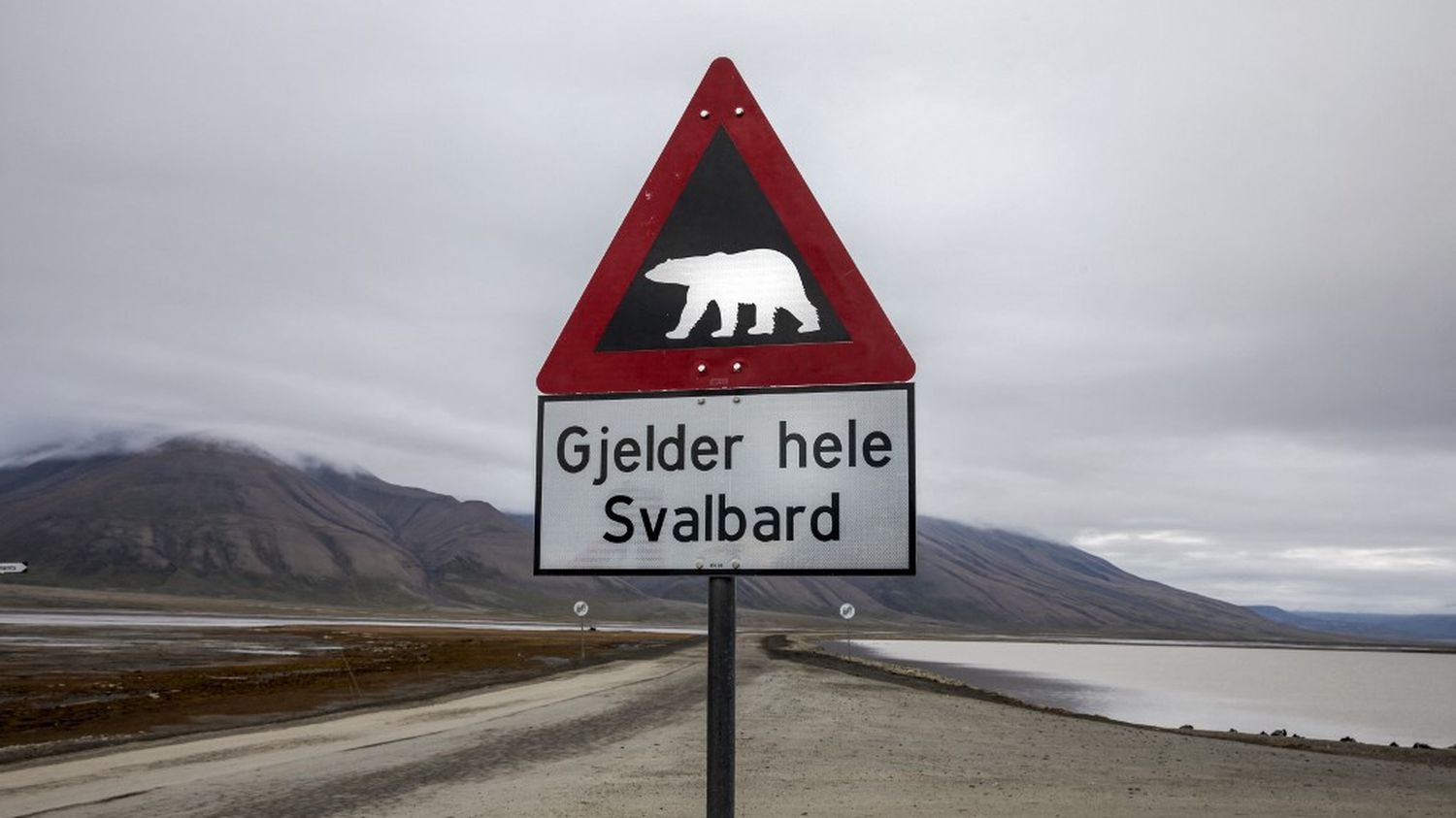 Norway: a French tourist injured by a polar bear in the Svalbard archipelago
