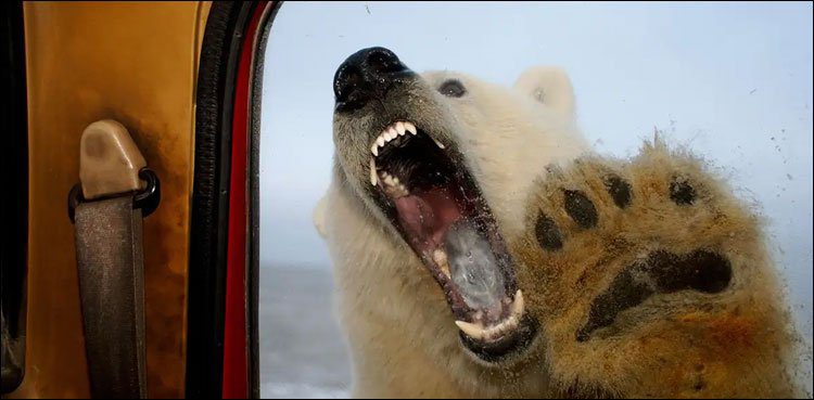 Polar Bear Attacks Tourist Camp -
