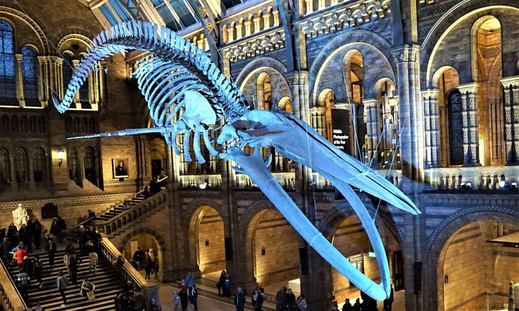 Science trips - Whales hanging from the ceiling: the best museums to see them in the world blue whale natural history museum london