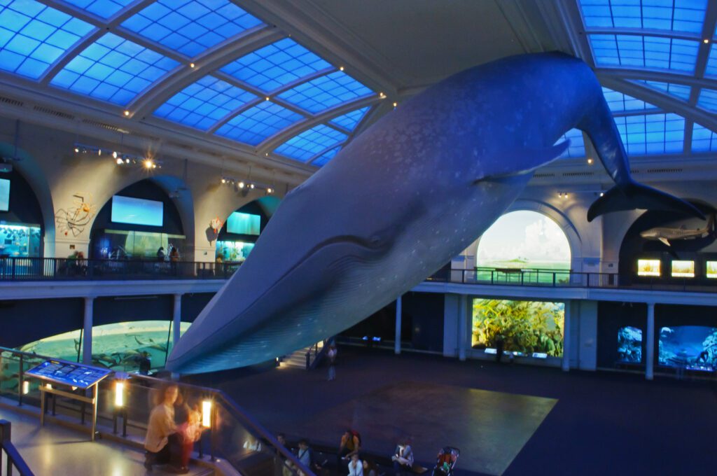 Science trips - Whales hanging from the ceiling: the best museums to see them in the world blue whale american museum natural history