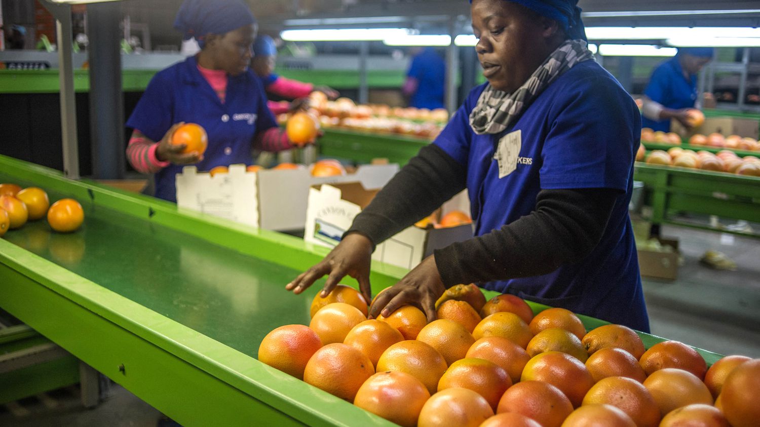 South Africa: tons of oranges blocked in European ports for health reasons
