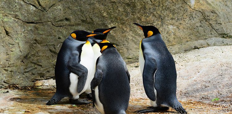 The oldest penguin is killed by a fox
