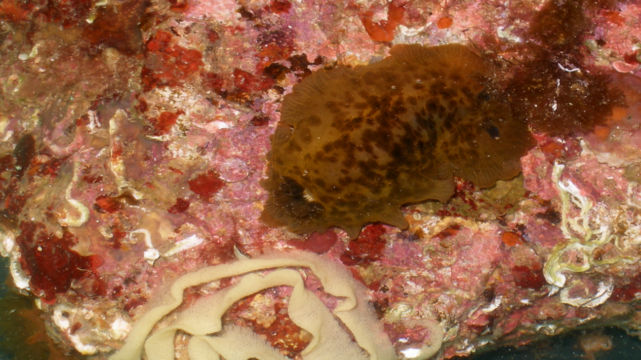 dendrodoris temarana