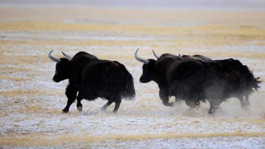 The key behind the yaks' high-altitude survival: their lung cells

