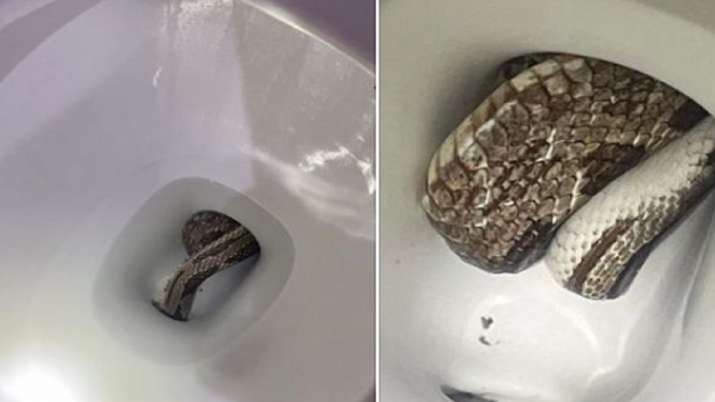 The snake was hidden in the commode of the toilet, then something happened that...
