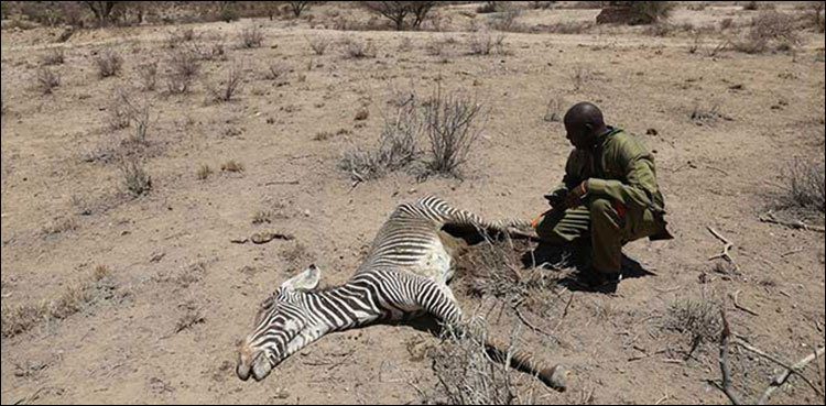 Kenya: 40 rare zebras died due to drought, elephants are also dying
