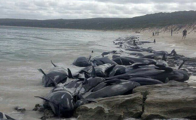 200 whales died after stranding on the beach
