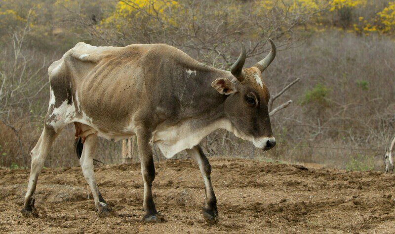 Cattle thieves kill 11 people in Kenya
