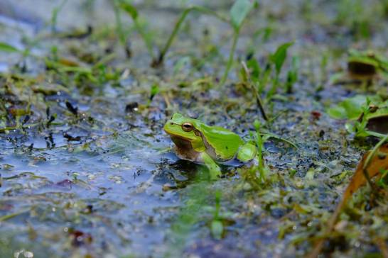 Dark pigmentation may protect Chernobyl frogs from radiation after nuclear accident

