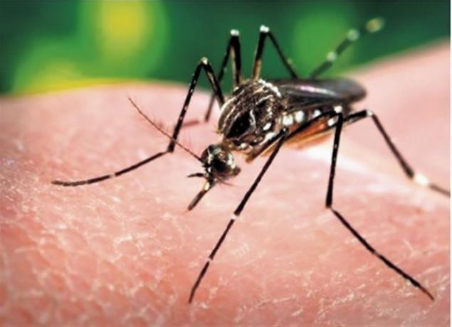 Dengue is described as the 
