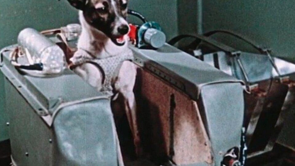 From Laika to Balto, the story of the dogs that made history in science 

