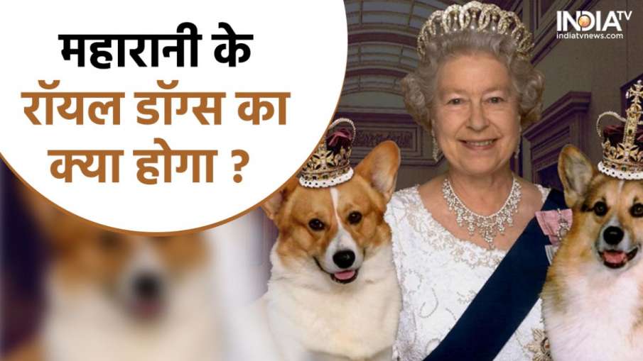 how many dogs does queen elizabeth own