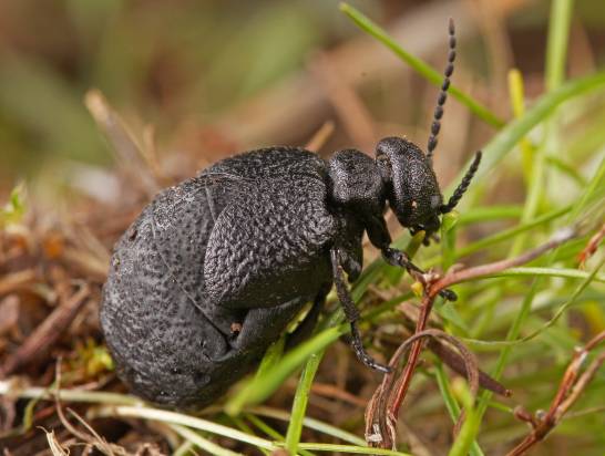 They discover a new species of beetle in central Spain