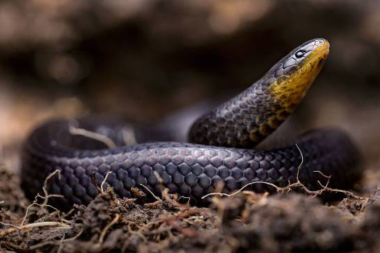 Three new species of snakes were hiding in cemeteries and churches in Ecuador

