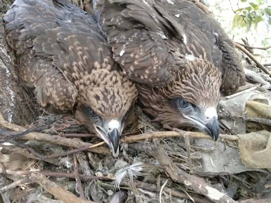 Fungal infection in black kite increases in degraded environments

