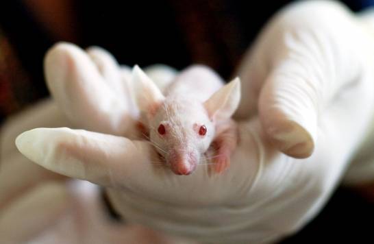 Genetically modified mice open the door to personalized medicine in a rare disease

