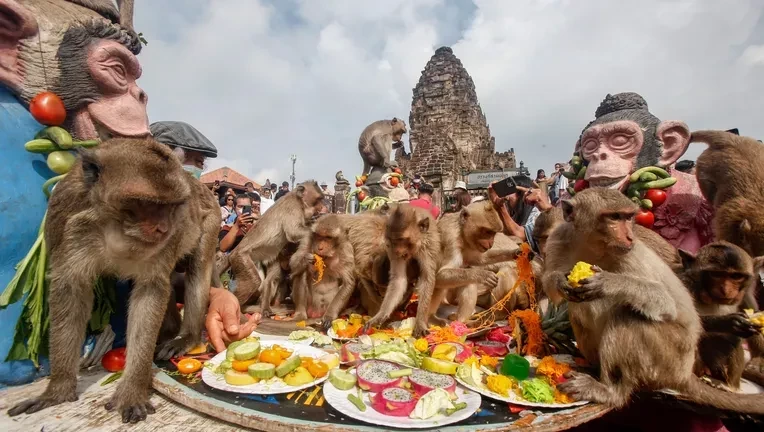 Video: Thailand organizes a spectacular feast for monkeys
