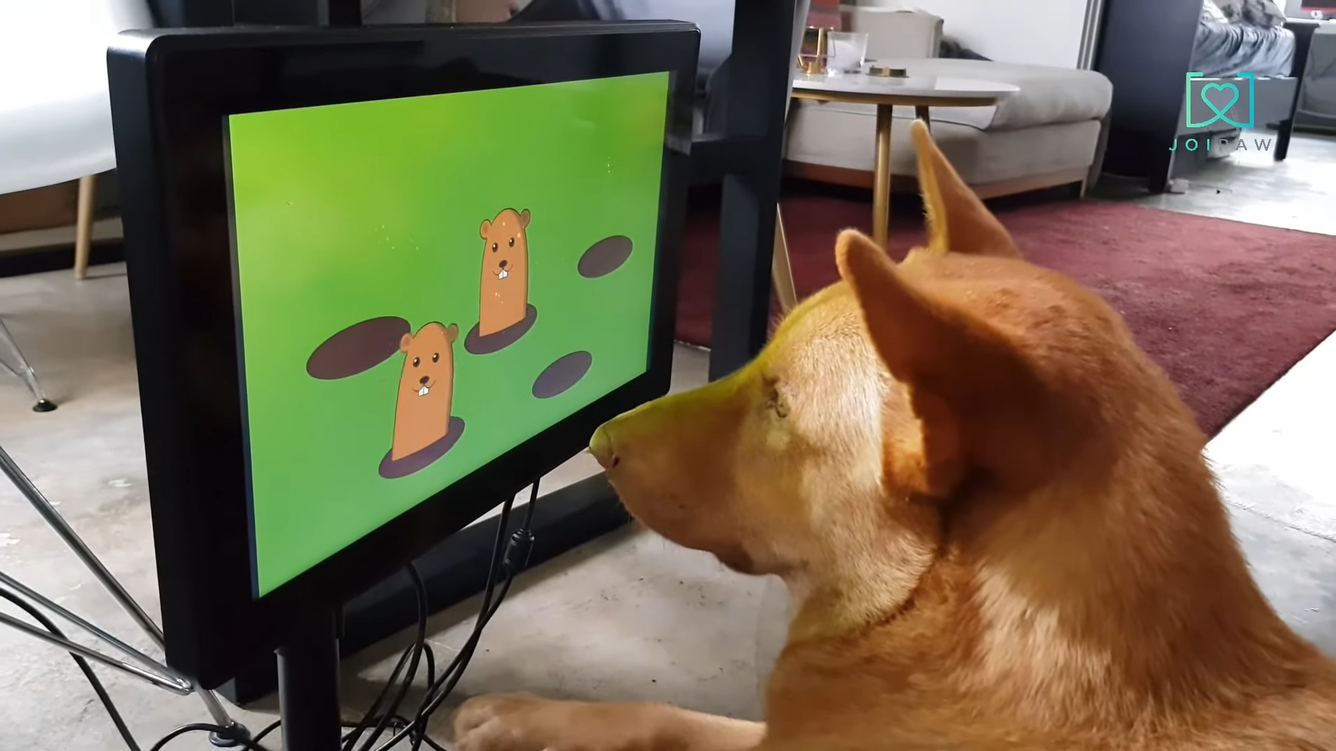 Video games for dogs are now a reality

