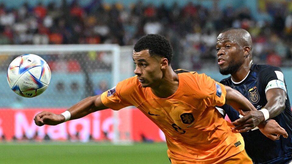 World Cup Qatar 2022: Alfaro's Ecuador deserved more against the Netherlands 
