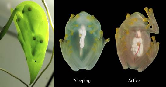 Glass frogs 'hide' blood in their livers while they sleep

