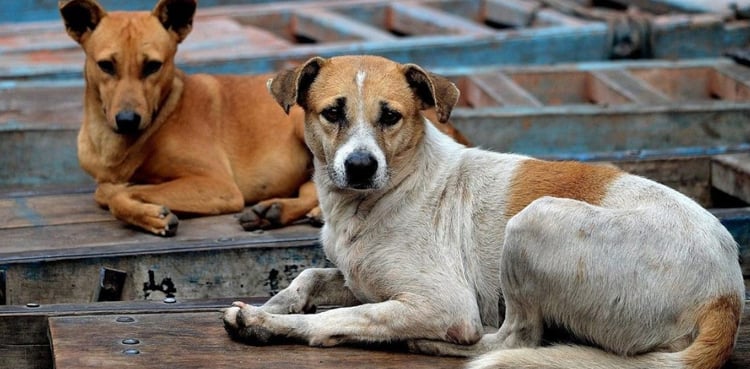 A case has been registered against the head of the panchayat for killing stray dogs
