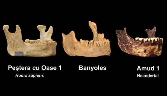 Banyoles jaw may be from Europe's first sapiens

