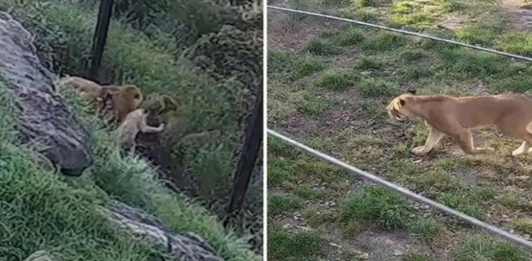 CCTV footage of five tigers escaping from Sydney Zoo has surfaced
