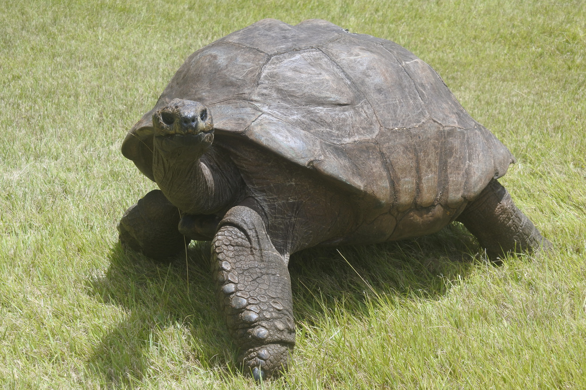 Jonathan, the oldest tortoise in the world, turns 190

