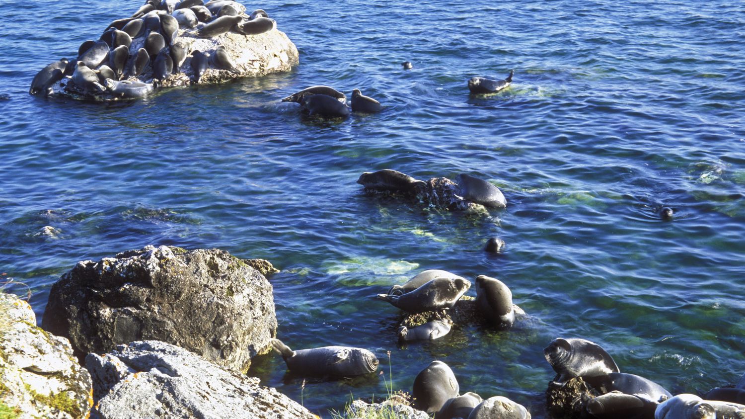 Russia: 2,500 seals found dead on the edge of the Caspian
