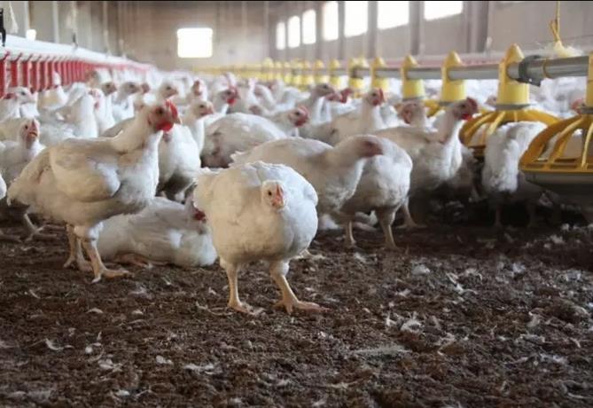 Sales of 1.5 million chickens begin at RD$150 per unit