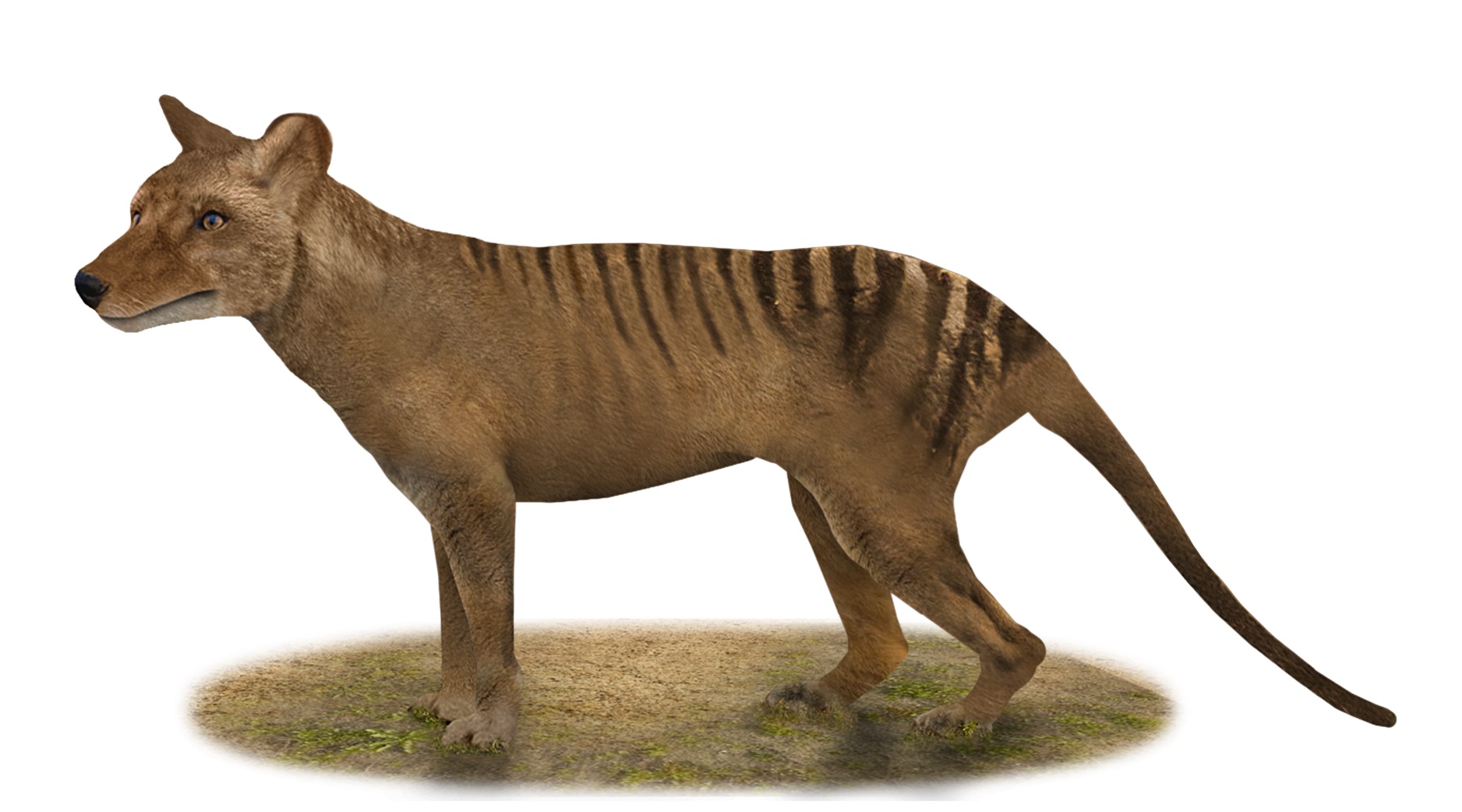 Tasmanian tiger - The remains of the last thylacine were in a closet

