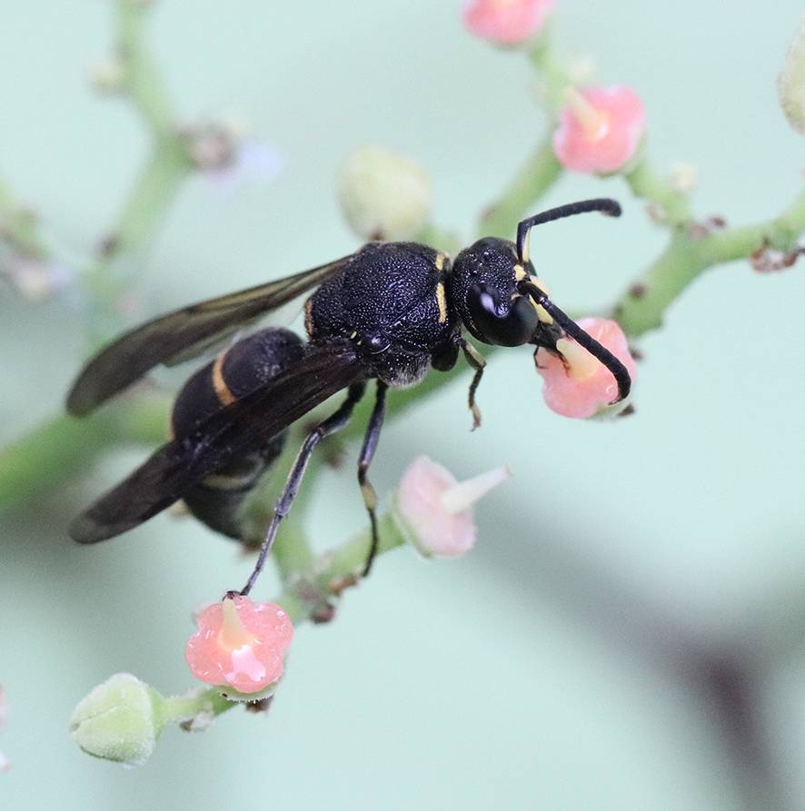 Male wasp of the species 'Anterhynchium gibbifrons'./ Current Biology/Sugiura et al.