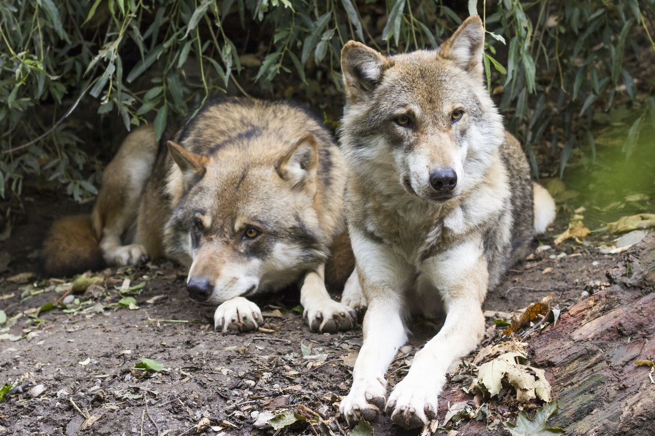 Wolves with toxoplasmosis lead the pack

