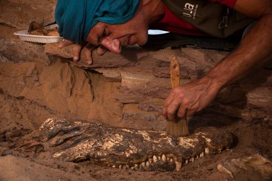 They discover in Egypt a tomb with 10 crocodile mummies

