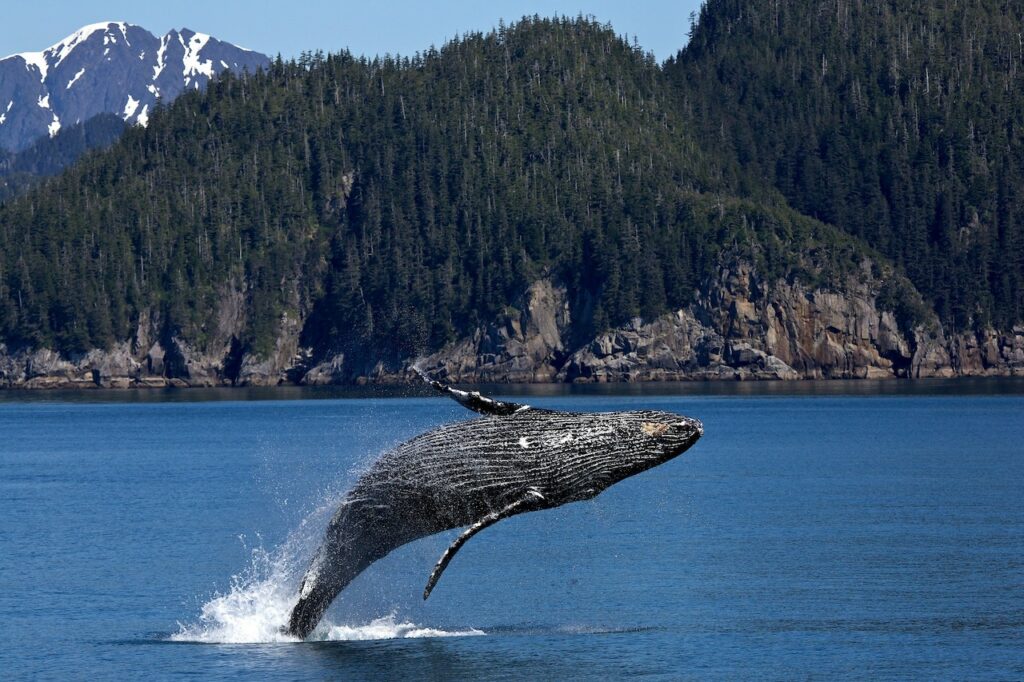 humpback whale