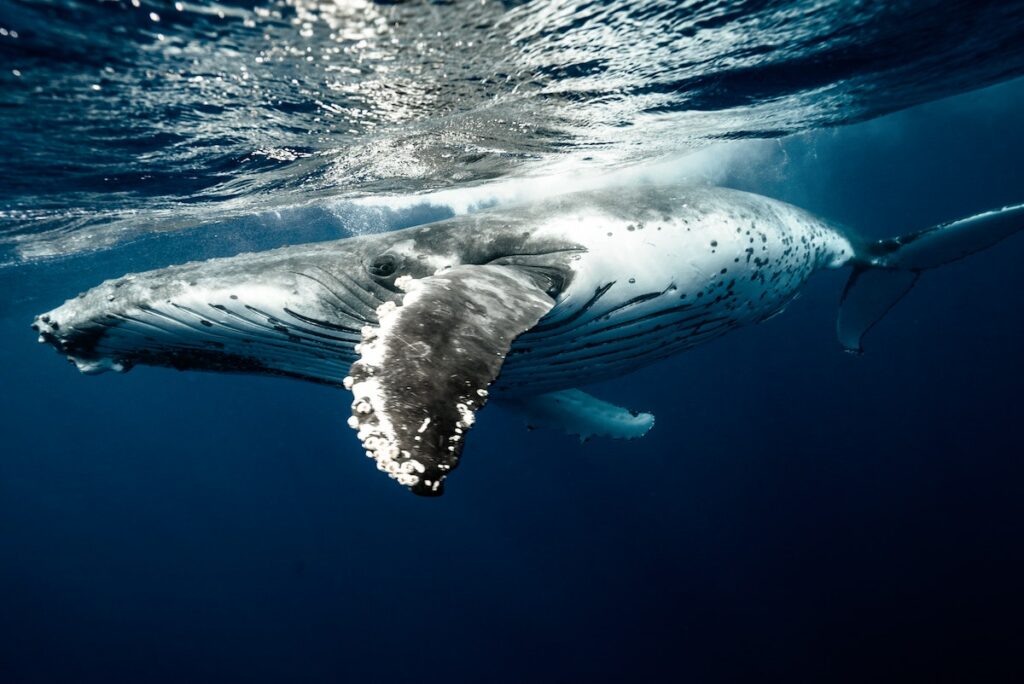 humpback whale