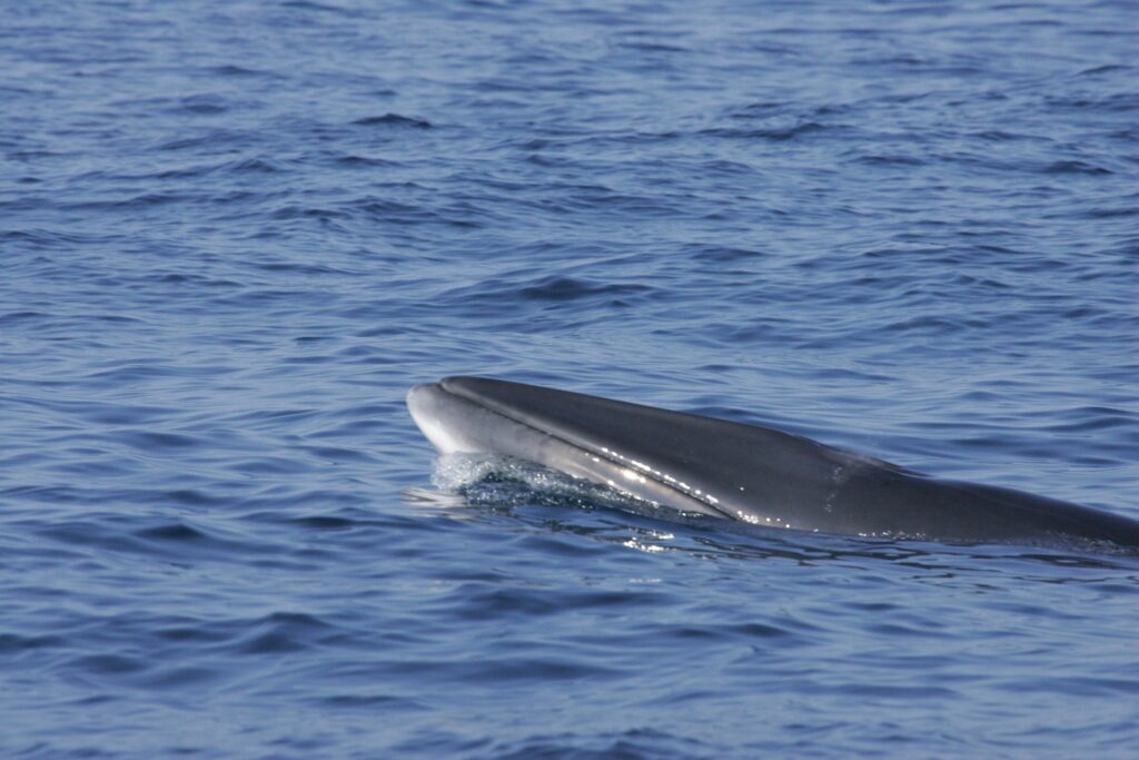 minke whale