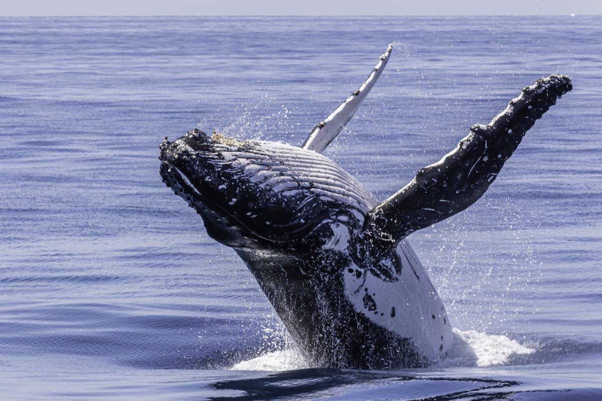 Science Travel - These are the best places in the world to see whales

