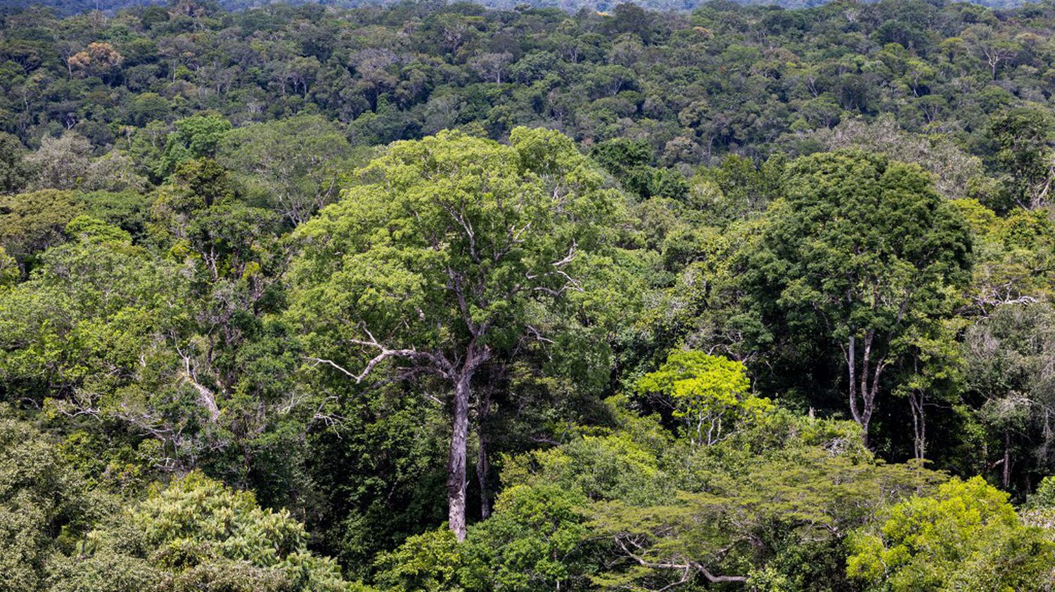 Climate: a large part of the carbon credits linked to the tropical forest 
