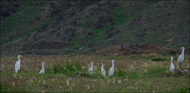 Greenery after rain, pictures of birds on the mountains of Makkah go viral
