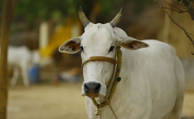 If cow slaughter should be stopped... the Indian judge left everyone confused
