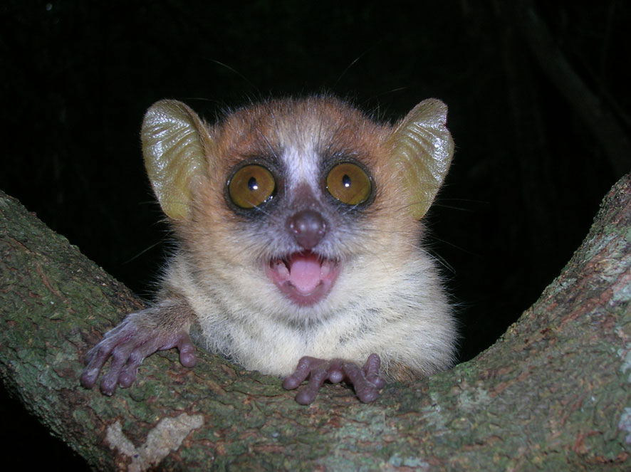 Madagascar 23 million years of evolution in peril