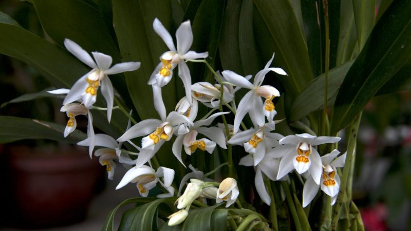 orquídeas medicinales silvestres, orquídeas china, medicina china, conservación, especies silvestres, tráfico de especies